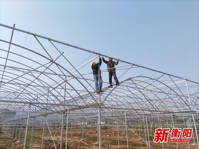 打造“菜籃子”優(yōu)品 石鼓區(qū)以農(nóng)業(yè)企業(yè)托管服務(wù)加快現(xiàn)代農(nóng)業(yè)發(fā)展步伐