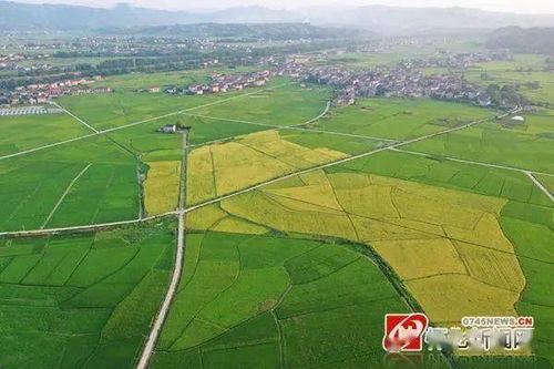 懷化24小時 城市建設調研、助學政策與農業托管服務動態