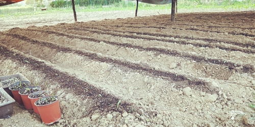 青島百合重綻光彩 五株母本育出二十萬新苗，中國農(nóng)科院半島試驗基地助力產(chǎn)業(yè)升級